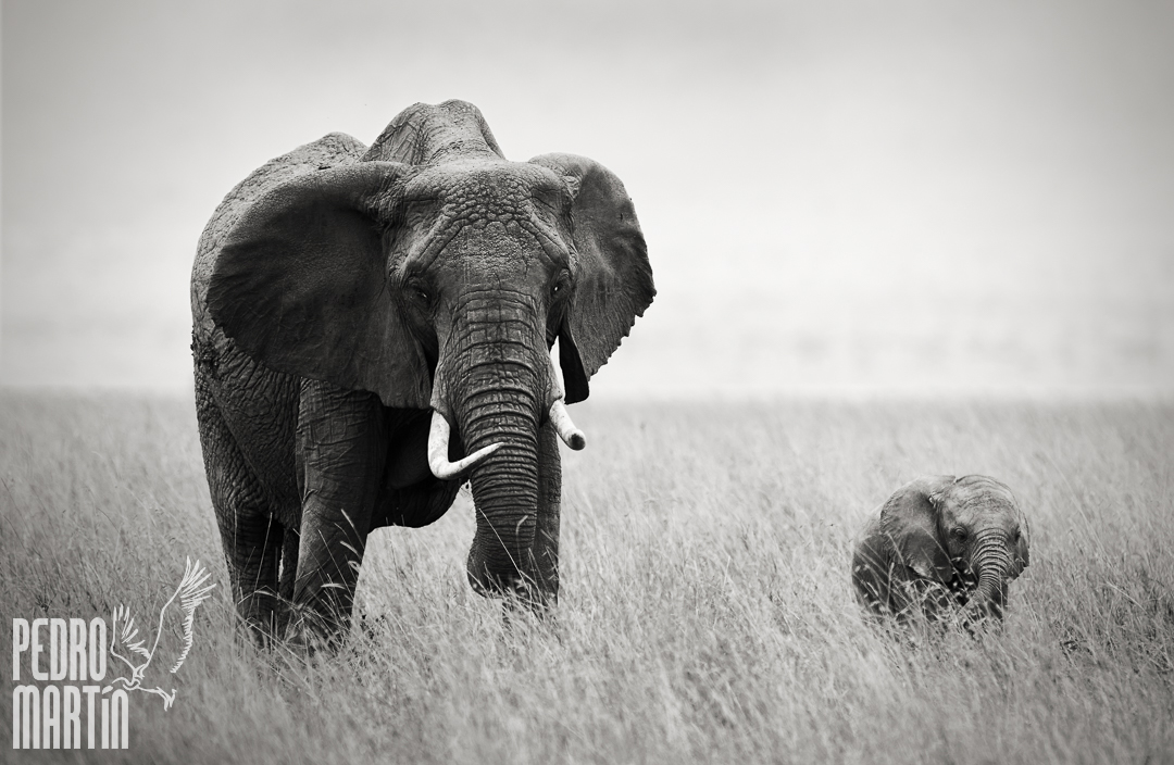 Elefante Africano, «Loxodonta africana»