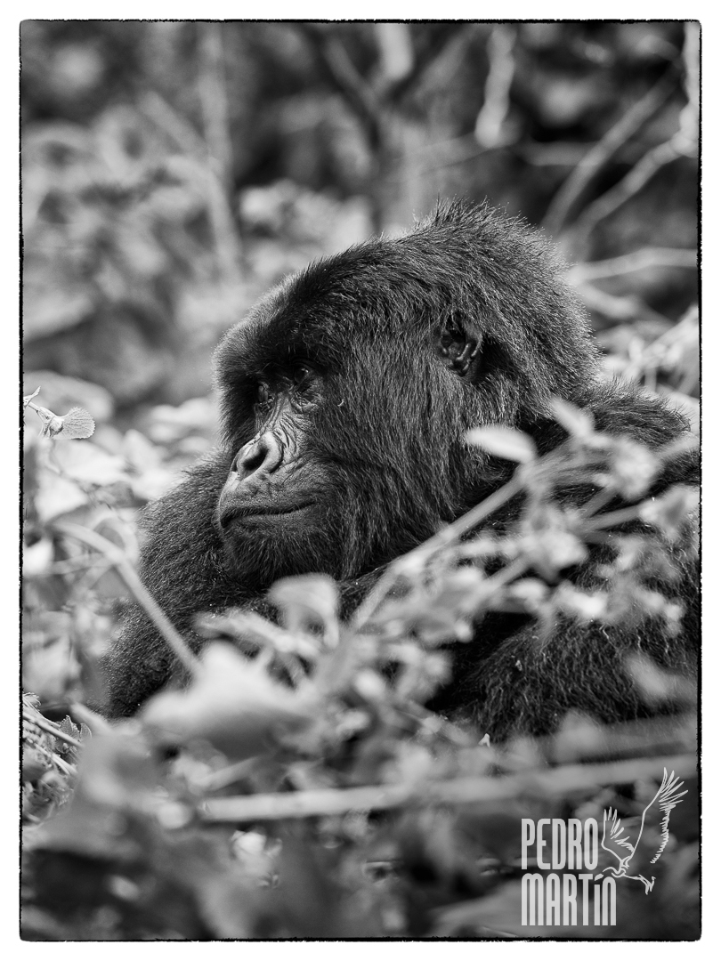 Gorila de Montaña, «Sabyinyo Group», «Gorilla gorilla beringei»